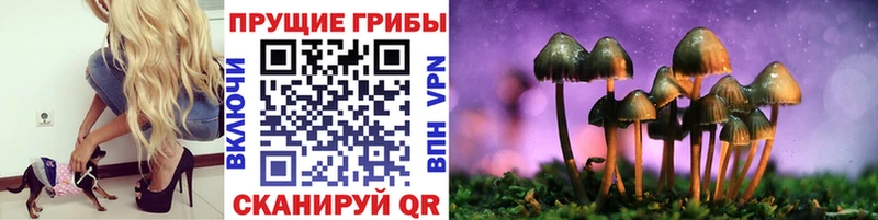 Псилоцибиновые грибы Psilocybe Емва